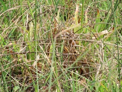 Juncus lomatophyllus