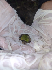 Physalaemus albonotatus