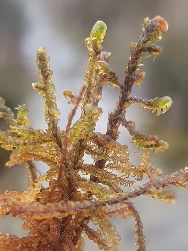 Image of Scorpidium cossonii by no rights reserved