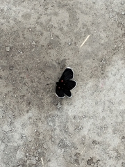 Melanis acroleuca acroleuca