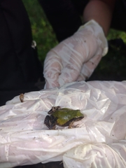 Physalaemus albonotatus