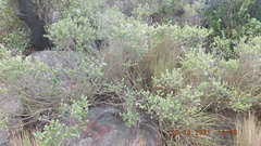 Syncolostemon parvifolius