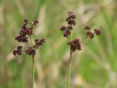 Juncus lomatophyllus