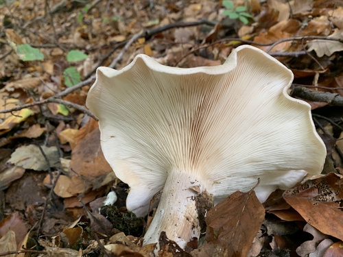 Pilkoji tauriabudė nuotrauka