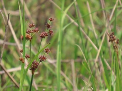 Juncus lomatophyllus