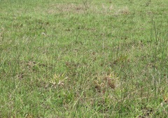 Juncus lomatophyllus