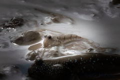 Periophthalmus modestus