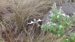 Syncolostemon parvifolius