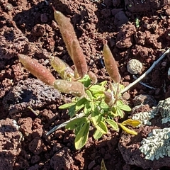 Polanisia dodecandra