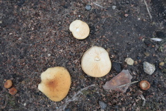 Physalacriaceae