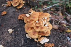 Physalacriaceae