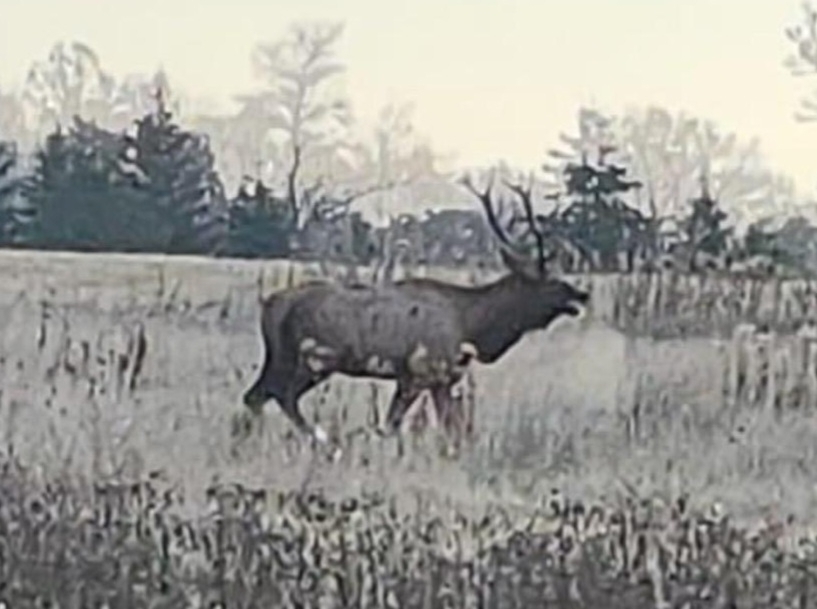 American Elk from Bluffton Township, MN, USA on October 21, 2022 at 09