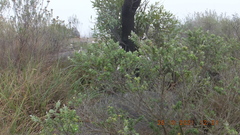 Syncolostemon parvifolius