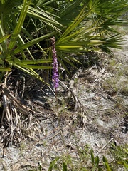 Liatris tenuifolia