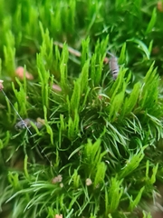 Dicranum flagellare