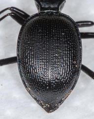 Scaphinotus interruptus