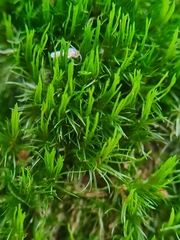 Dicranum flagellare