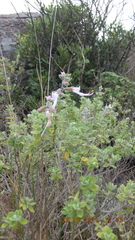Syncolostemon parvifolius