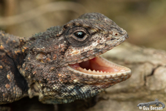 Acanthocercus atricollis