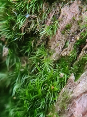 Dicranum flagellare