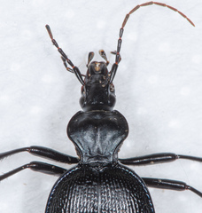 Scaphinotus interruptus