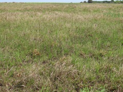 Juncus lomatophyllus
