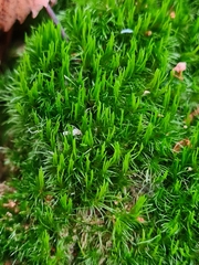 Dicranum flagellare
