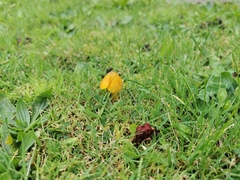 Hygrocybe acutoconica