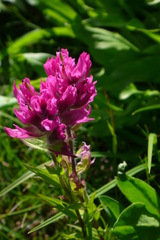 Castilleja parviflora oreopola