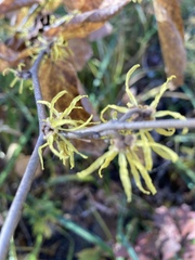 Hamamelis