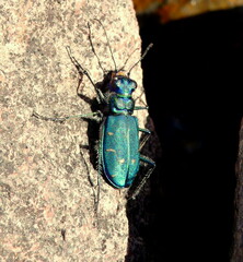 Cicindela depressula