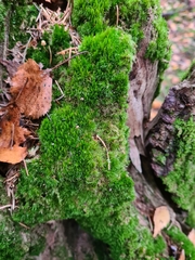 Dicranum flagellare