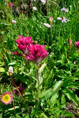 Castilleja parviflora oreopola