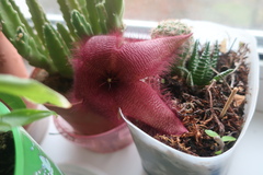 Stapelia grandiflora