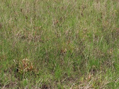 Juncus lomatophyllus