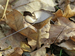 Pseudoclitocybe