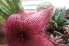 Stapelia grandiflora