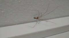 Pholcus phalangioides