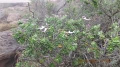 Syncolostemon parvifolius