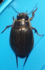 Dytiscus dauricus