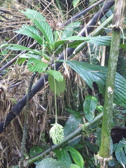 Tournefortia gigantifolia