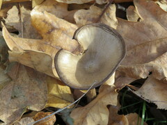 Pseudoclitocybe
