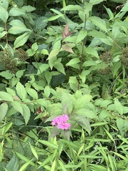 Spiraea japonica