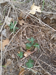 Callirhoe involucrata