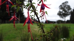 Fuchsia magellanica