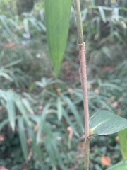 Arundinaria tecta