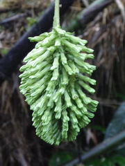 Tournefortia gigantifolia