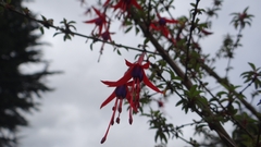 Fuchsia magellanica