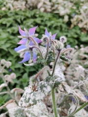 Borago officinalis