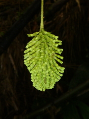 Tournefortia gigantifolia